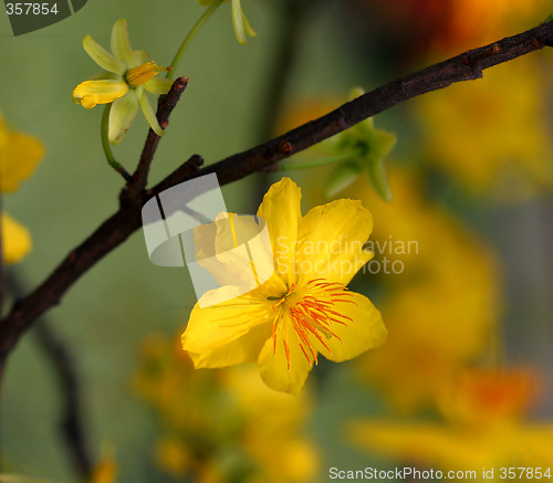 Image of apricot flowers