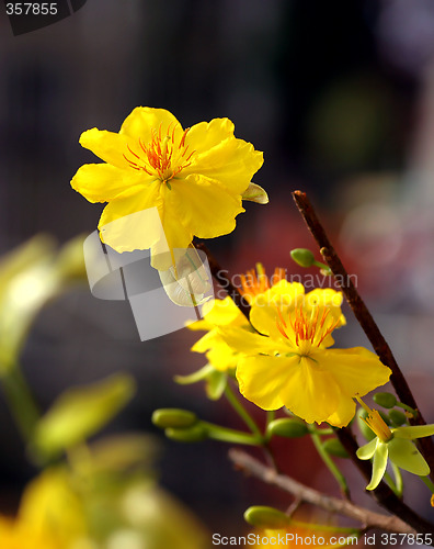 Image of apricot flowers