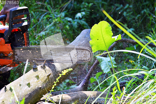 Image of Chainsaw cut wooden logs