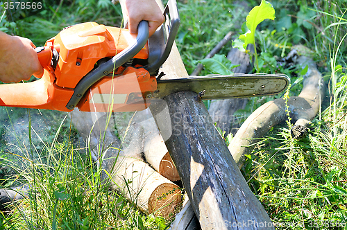 Image of Chainsaw cut wooden logs