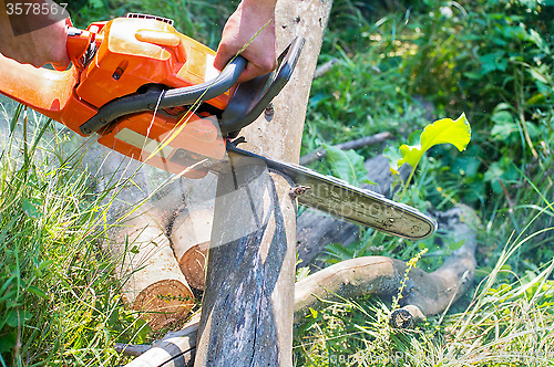 Image of Chainsaw cut wooden logs