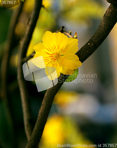 Image of apricot flowers