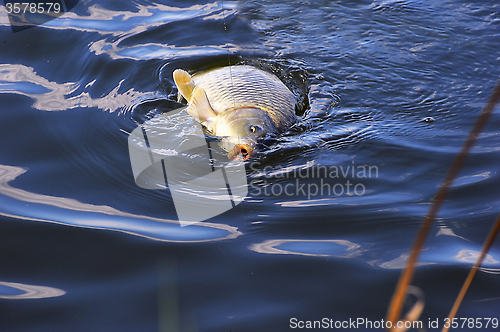 Image of Catching carp bait in the water close up