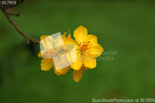 Image of apricot flowers