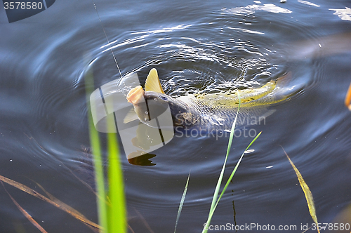 Image of Catching carp bait in the water close up