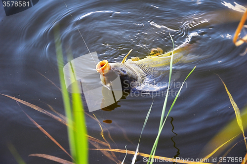 Image of Catching carp bait in the water close up