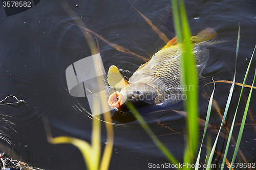 Image of Catching carp bait in the water close up