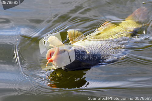 Image of Catching carp bait in the water close up