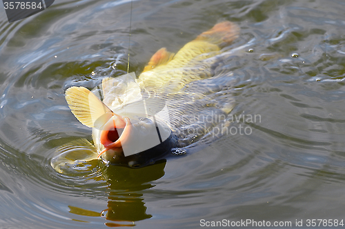 Image of Catching carp bait in the water close up