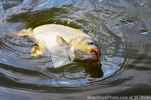 Image of Catching carp bait in the water close up