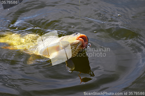 Image of Catching carp bait in the water close up