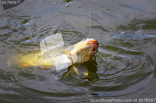 Image of Catching carp bait in the water close up