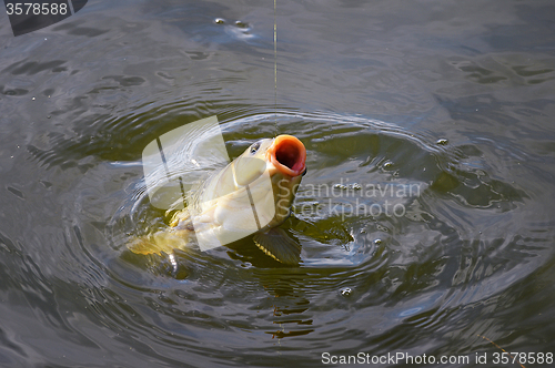 Image of Catching carp bait in the water close up