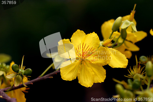 Image of apricot flowers