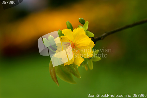 Image of apricot flowers