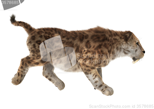 Image of Big Cat Sabertooth