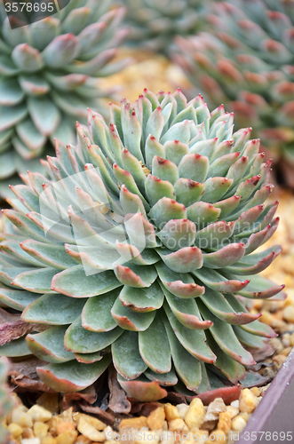 Image of Cactus in botanic garden