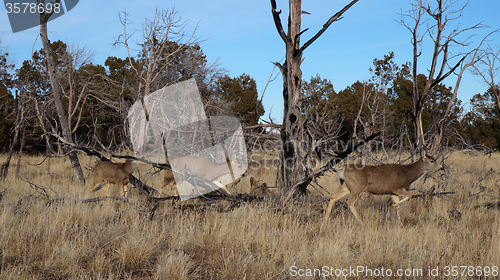 Image of Whitetail deer doe standing in the woods.