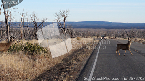 Image of Red deer stag crossing a busy road