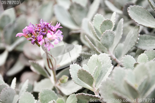 Image of Cactus in botanic garden