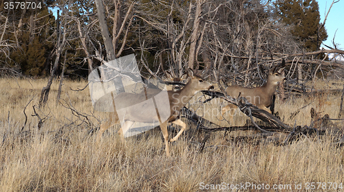 Image of Whitetail deer doe standing in the woods.