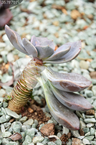 Image of Cactus in botanic garden