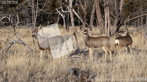 Image of Whitetail deer doe standing in the woods.