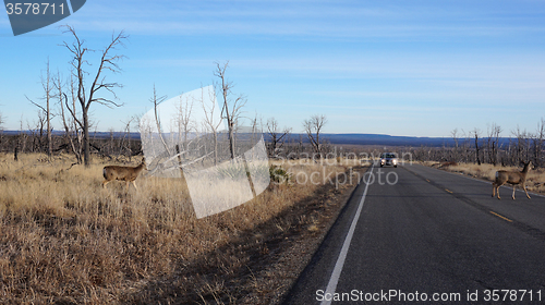 Image of Red deer stag crossing a busy road