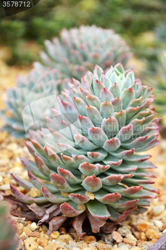 Image of Cactus in botanic garden