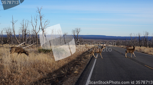 Image of Red deer stag crossing a busy road