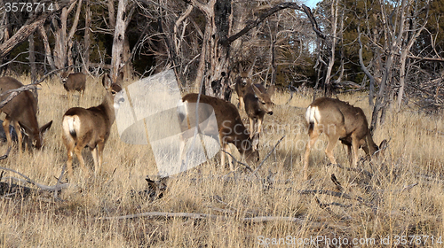 Image of Whitetail deer doe standing in the woods.