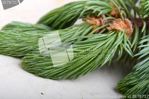 Image of Fir-needle tree branches composition as a background texture