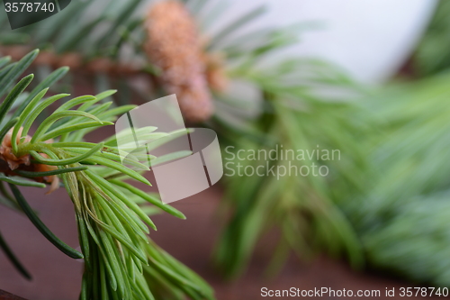 Image of Fir-needle tree branches composition as a background texture