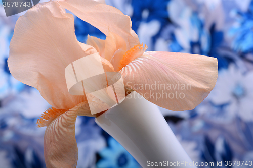 Image of Beautiful petals of an orange flower on blue background
