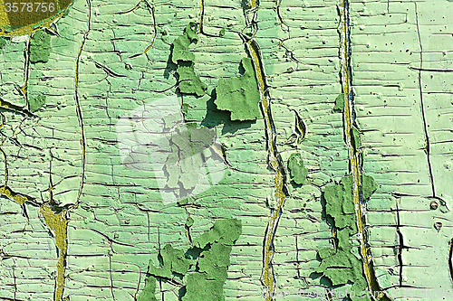 Image of old wood tree bark texture with green moss