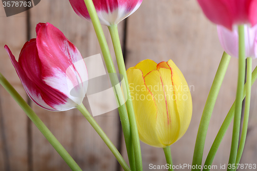 Image of red tulips and yellow flower tulip