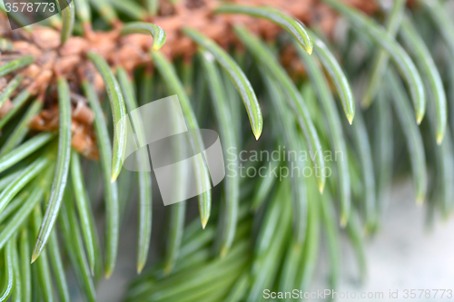Image of Close-up of a Christmas tree