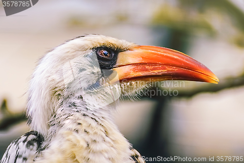 Image of Red-Billed Hornbill