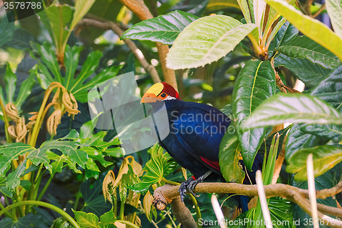 Image of Violet Turaco