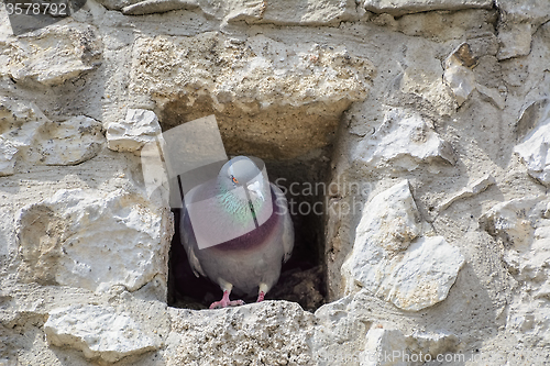 Image of Pigeon 