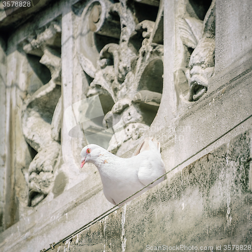Image of White Dove