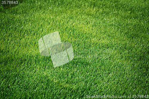 Image of Green Grass