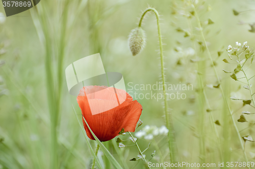 Image of Poppy