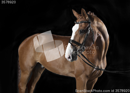 Image of Oldenburg Horse Studio Black Background