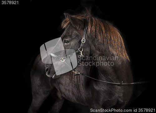 Image of black Icelandic Pony Studio