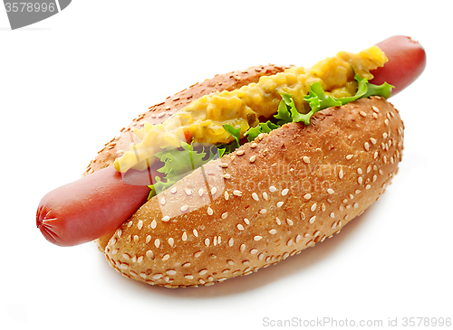 Image of Hot dog on white background