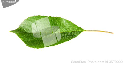Image of Single green leaf of cherry horizontally