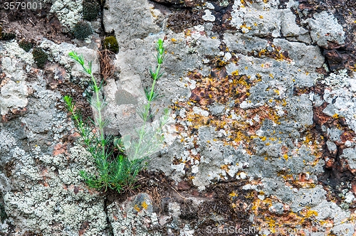 Image of Background of red granite moss and grass