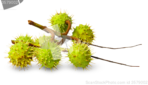 Image of Several green chestnuts on branch