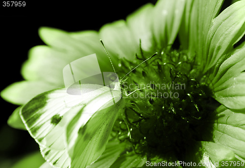 Image of Red flower with a butterfly